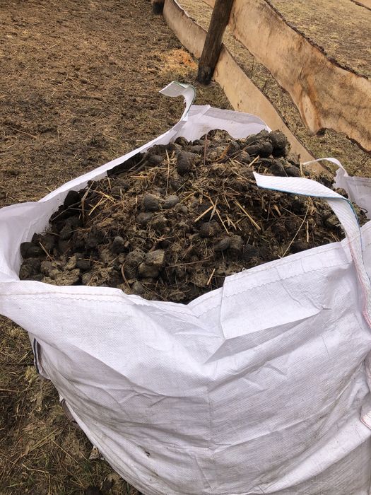 Obornik koński czysty oddam