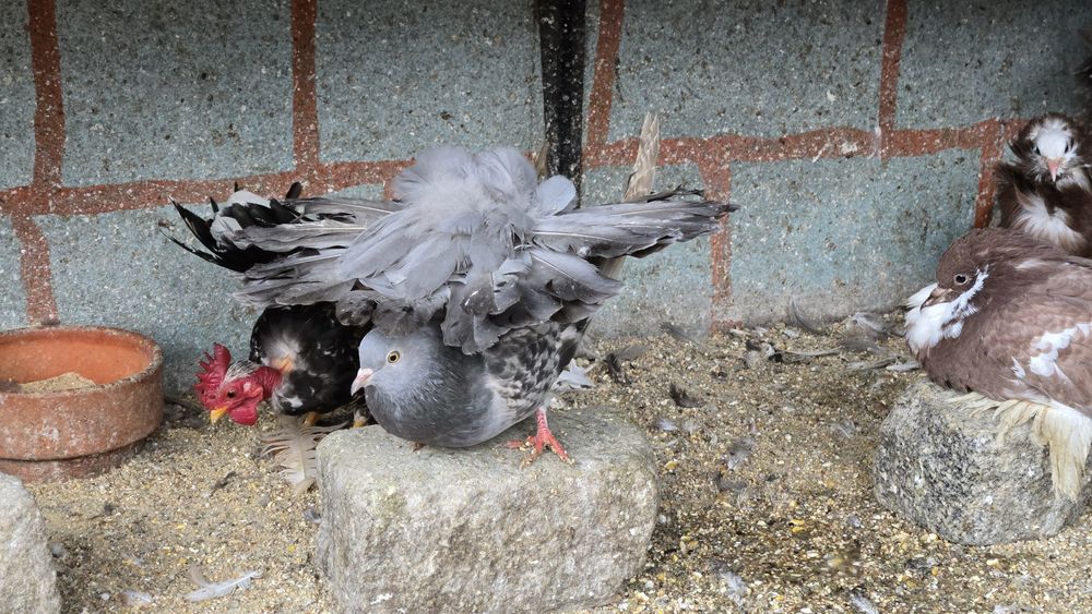 Pombas rabo de leque duplo