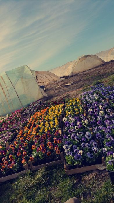 Bratki grubo i drobno kwiatowe