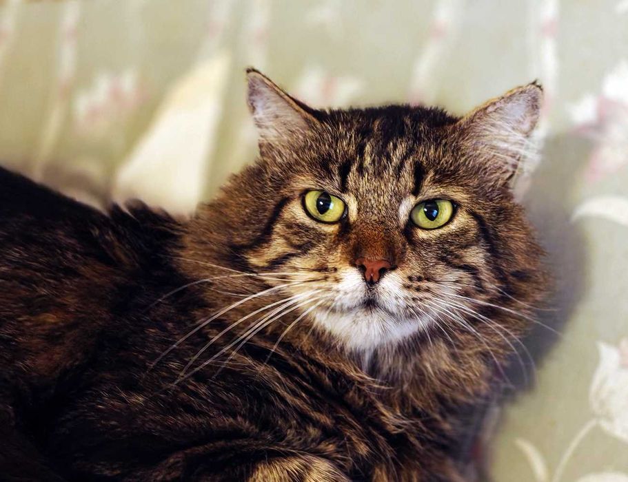 Шикарний кіт Лукас 2роки у пошках сім’ї, стерилізований