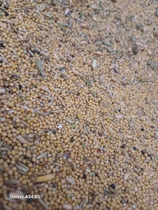 Gorczyca zbiory 2025