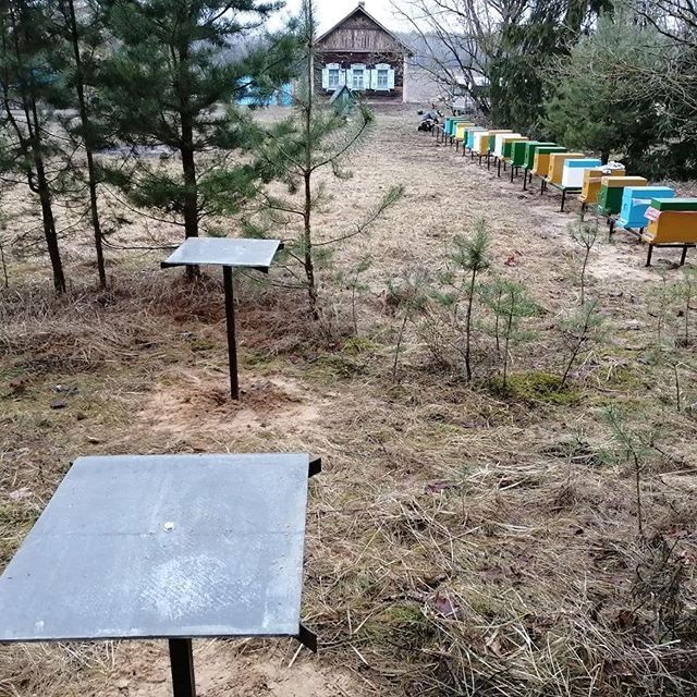 Бджолопакети Карніка Зінгер (Singer >F1) Австрія. пчелопакеты