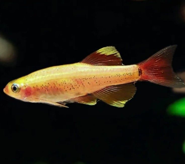 tanichthys (peixes de água fria)