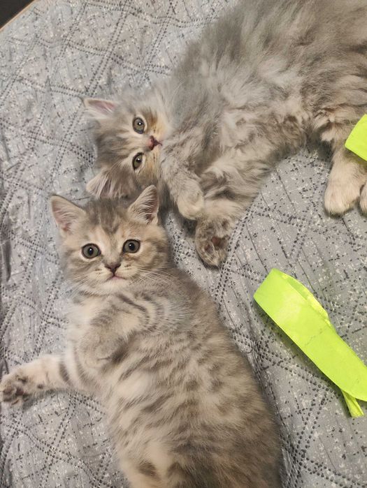 Кошенята Скотиш фолд