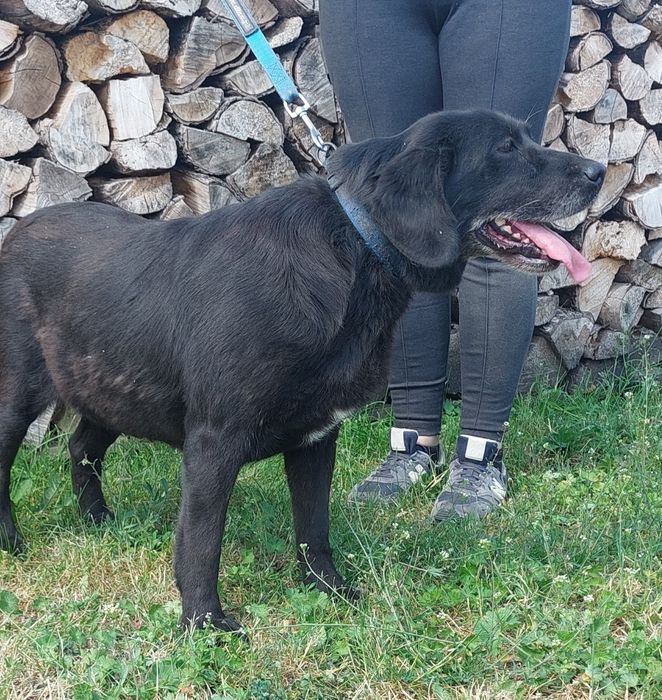 Negra sunia do adopcji