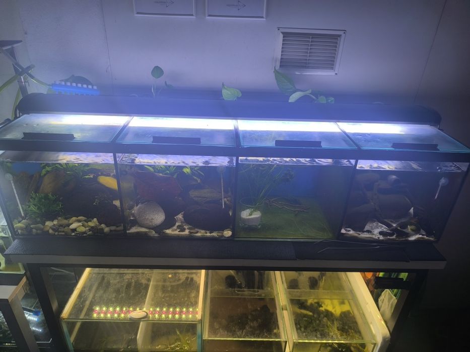Aquário divido com sump