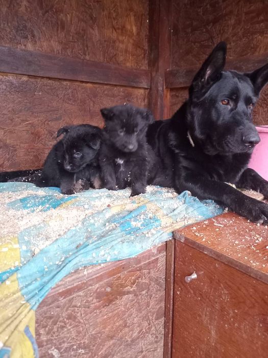 Продам цуценят чорної німецької вівчарки