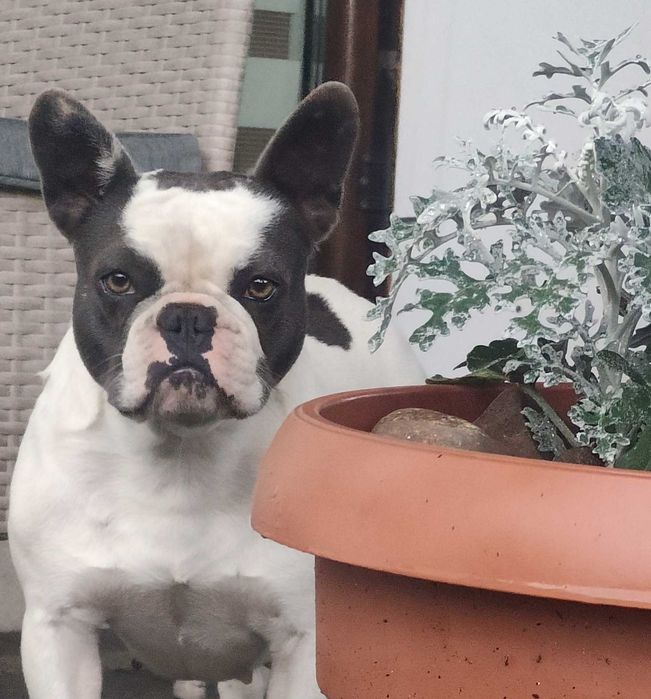 Buldog Francuski Suczka biało-niebieska