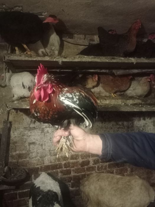 Продам кури ліліпути