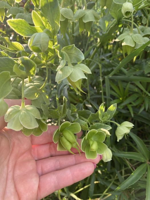 Plantas exteriores várias especies