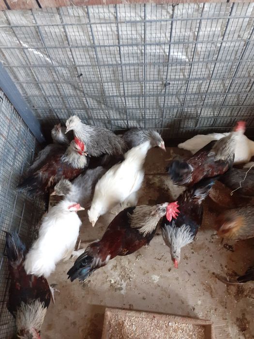 Garnizas fêmeas e machos e ótima qualidade