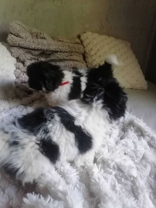 Pekińczyk szczeniaki Pekińczyki  nie Shih tzu