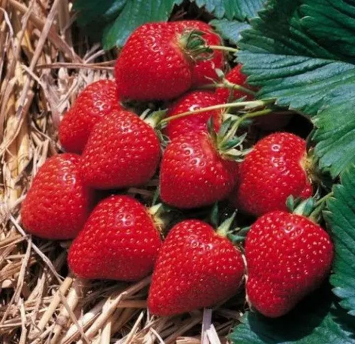 Продам саджанці полуниці