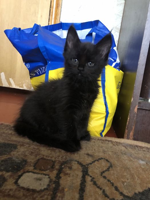 Продам Мейн Кун огромных котят