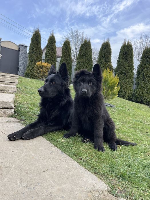 Чорна німецька вівчарка довгошерста