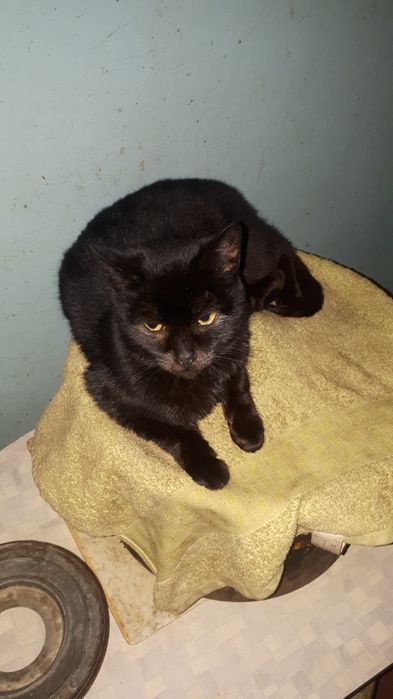 Кiшка Чуча чорна перлинка вiк 1 рiк Стерiлiзована