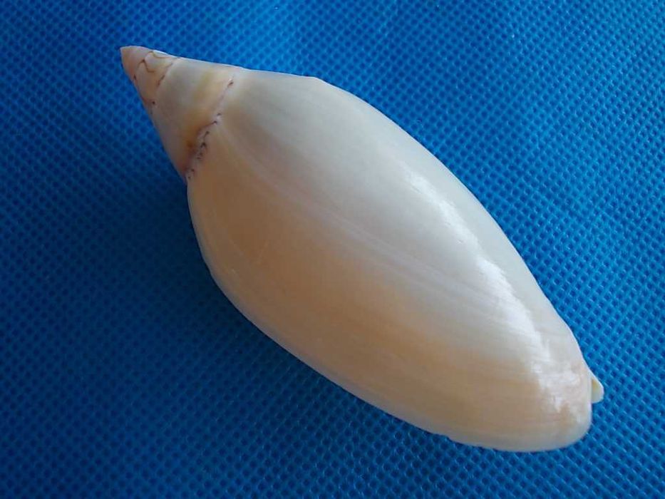 Muszle morskie- Amoria grayi