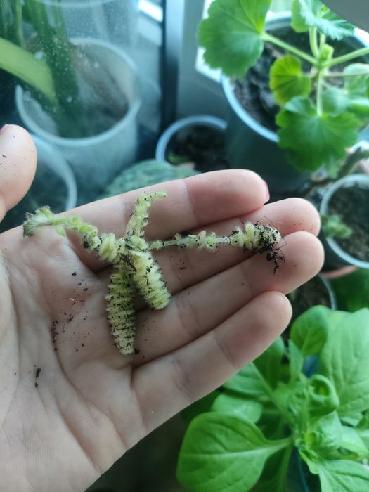 Kłącze Kohlerii NI'S Lima