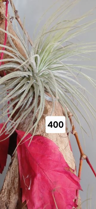 Tillandsia  тилландсия