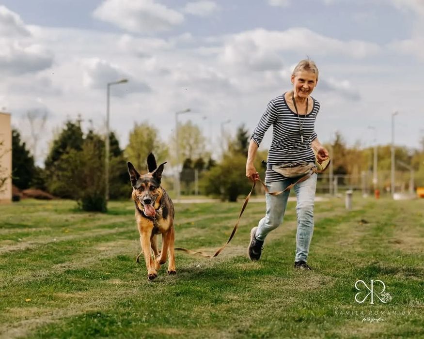 Pies Brutus w typie owczarka niemieckiego, ONka do adopcji!