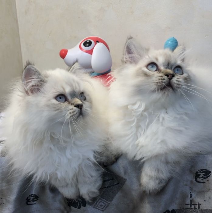 Шотландские голубоглазые котята