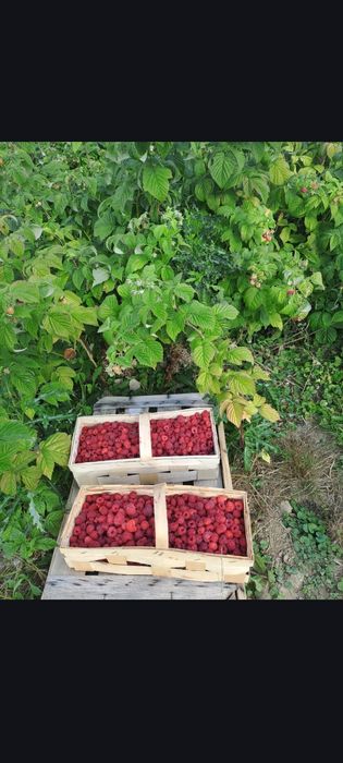 Maliny w łubiance