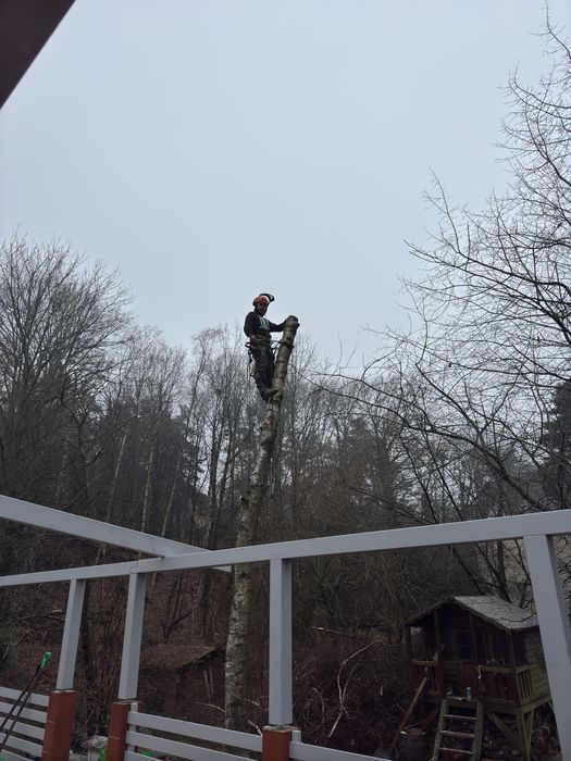 Wycinka Drzew,Alpinistyczna,Karczowanie,WyrywanieKorzeni ,Mulczer !!!