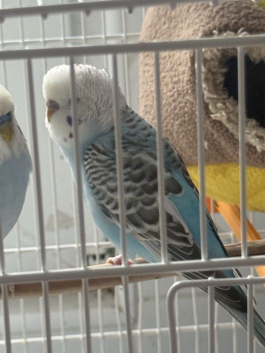 Piriquito fêmea Ano passado