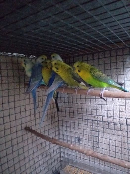 Piriquitos asa negra