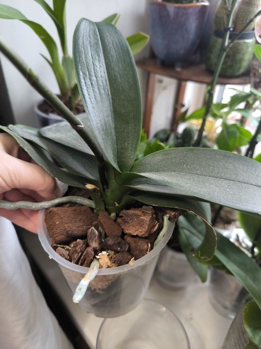 Орхідея мультіфлора