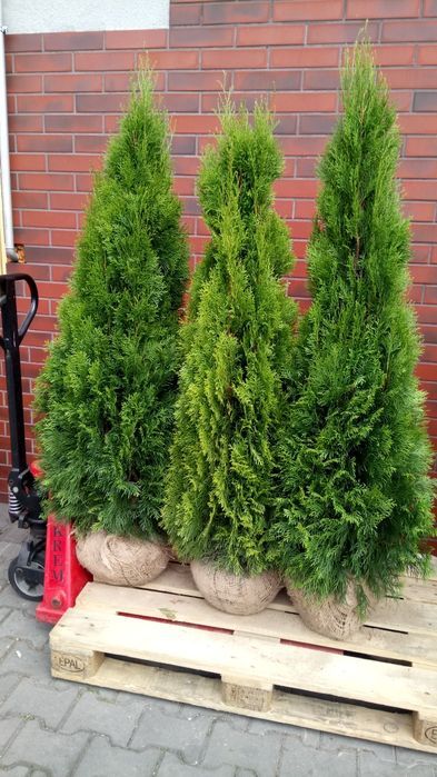 Tuja,thuja,tuje,thuje szmaragd 140-150cm-20szt