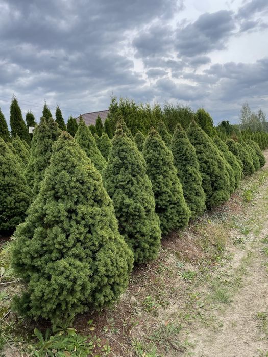 Duże Tuje Brabant 270cm ‼️PRODUCENT‼️ Wysokie Tuje Brabant do 4,5m‼️
