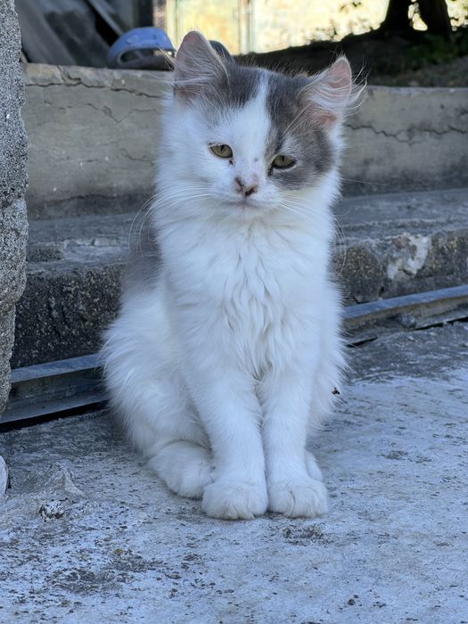 Віддам кошенят в добрі руки
