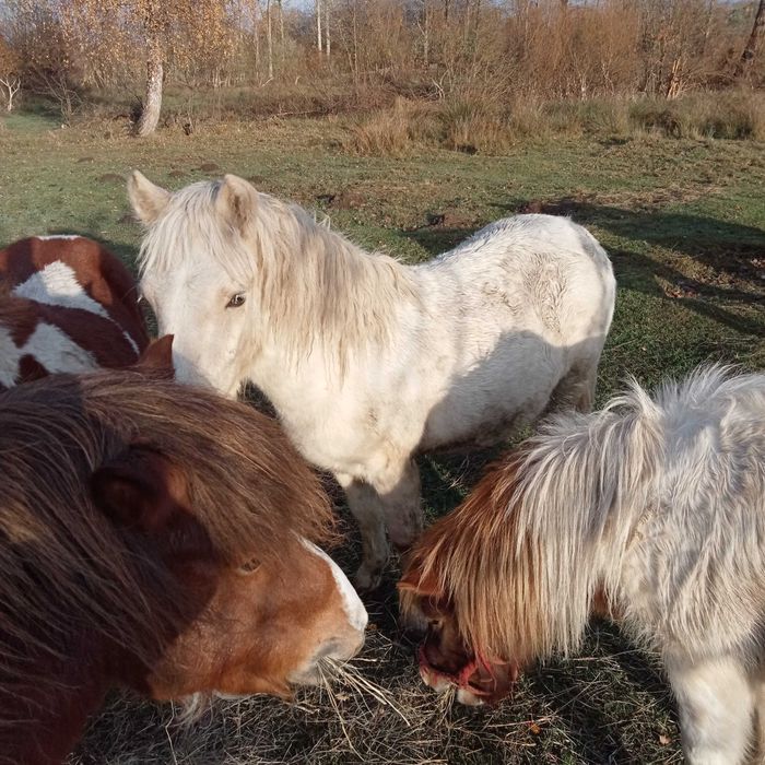 Kucyk kucyki ogierek .