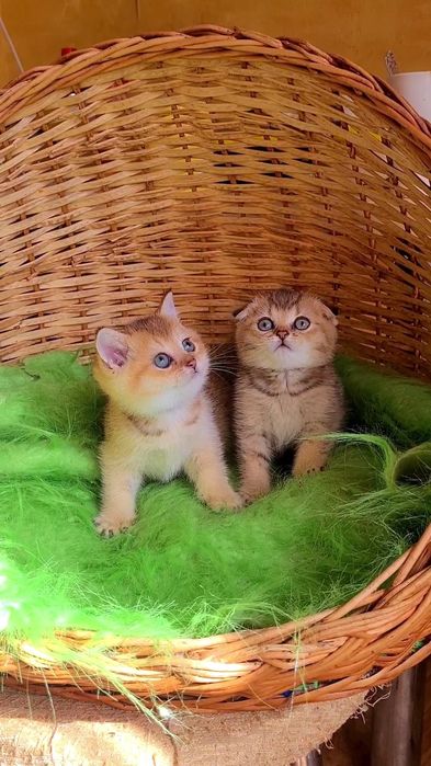 Невероятно красивые и ласковые