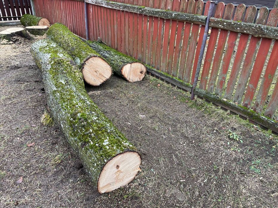 Lipa w kłodach Drewno lipowe Lipa na rzeźby