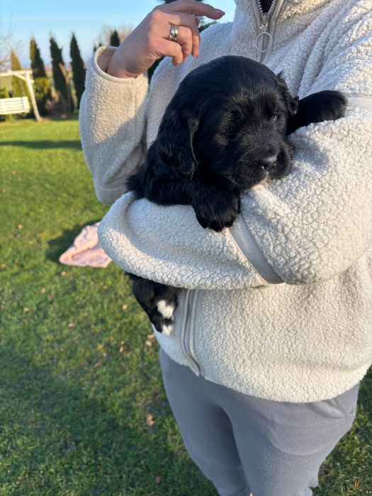 Golden Mountain Dog !Golden retiever+Berneński Pies Pasterski