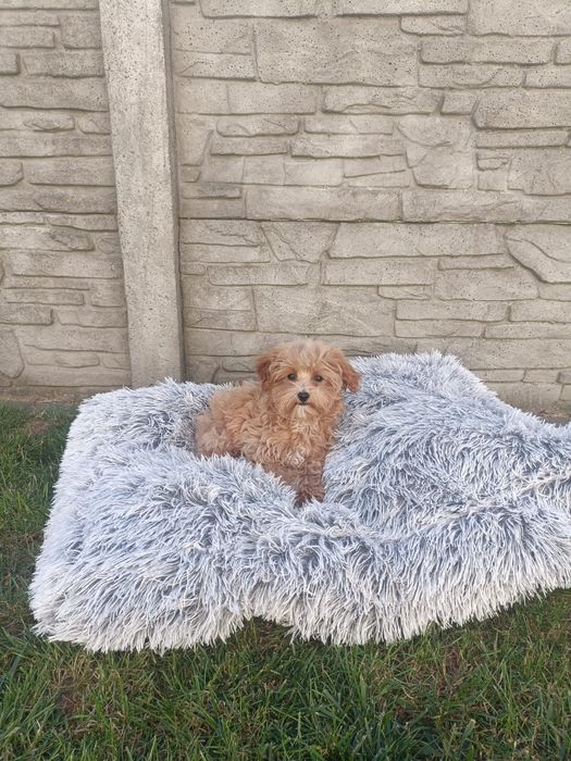 Maltipoo mini xs