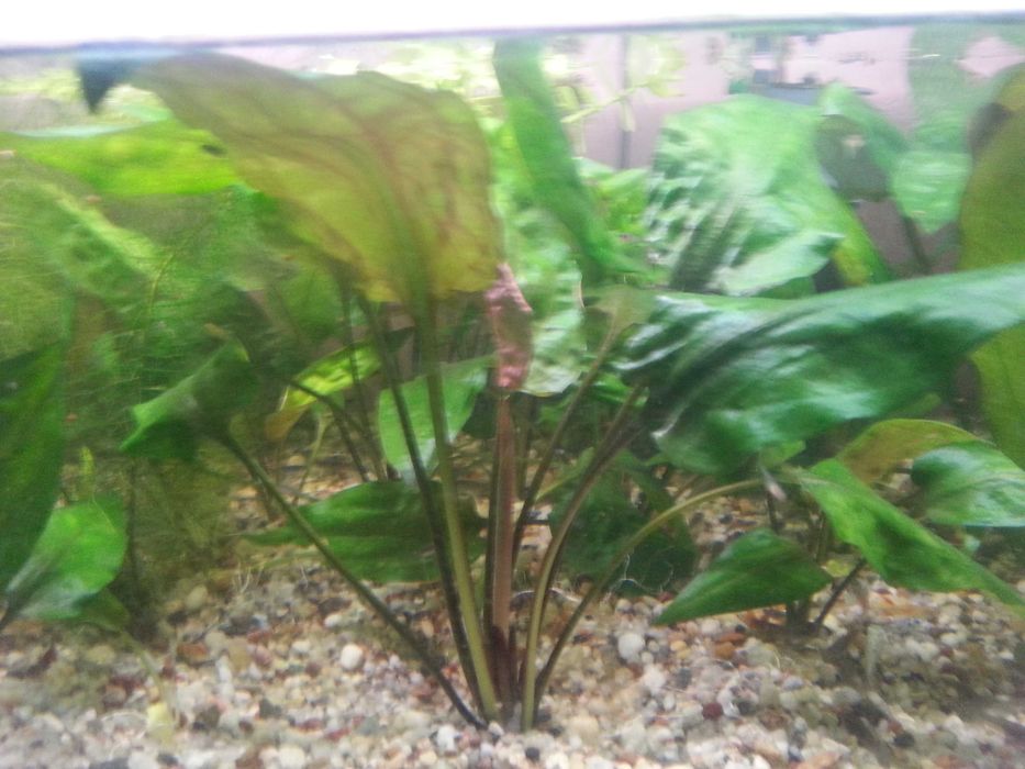 Kryptokoryna Sercolistna