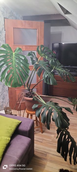 Sprzedam monstere dużą