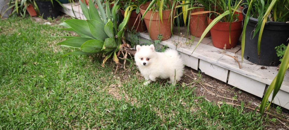 Spitz Lulu da Pomerânia hiper miniatura alta qualidade pronto para entrega imediata