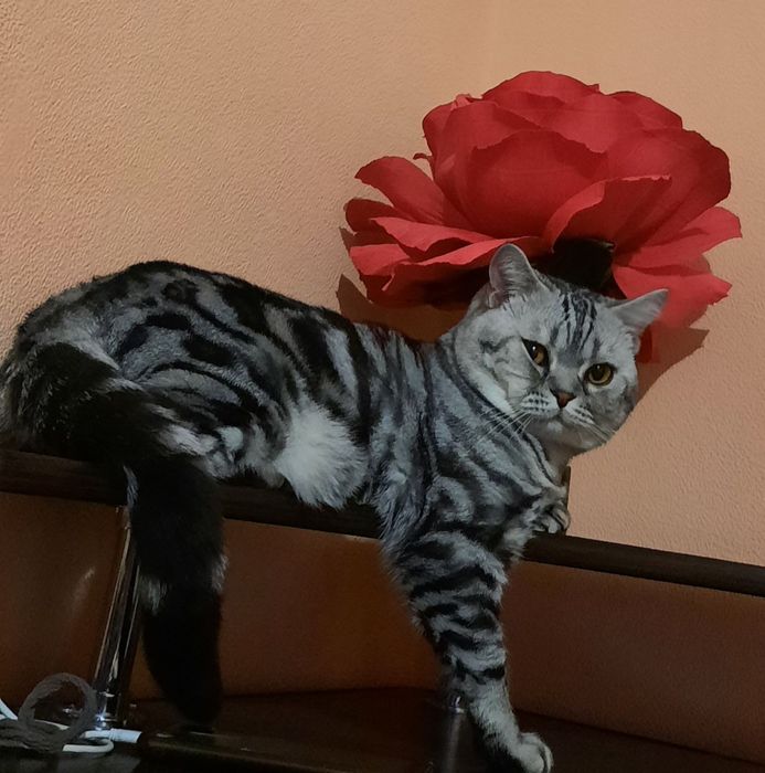 В'язка шотландського котика