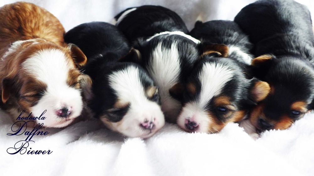 York Biewer Yorkshire Terrier