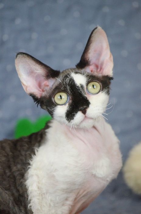 Девон рекс, дорослі молоді  кішечки в домашні улюбленці