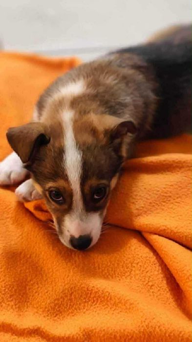 Dwa maluszki poszukują domów