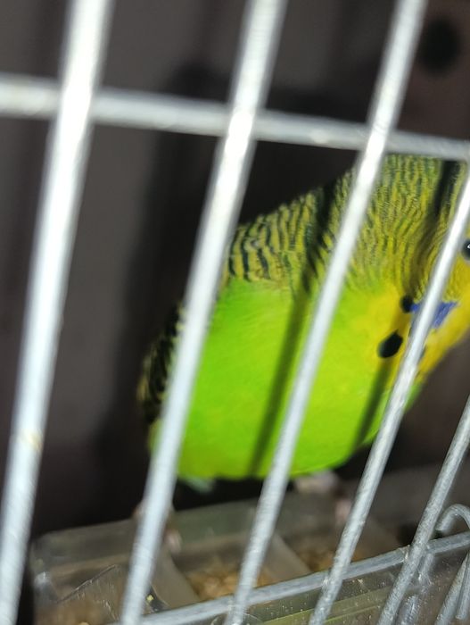 Periquitos várias cores