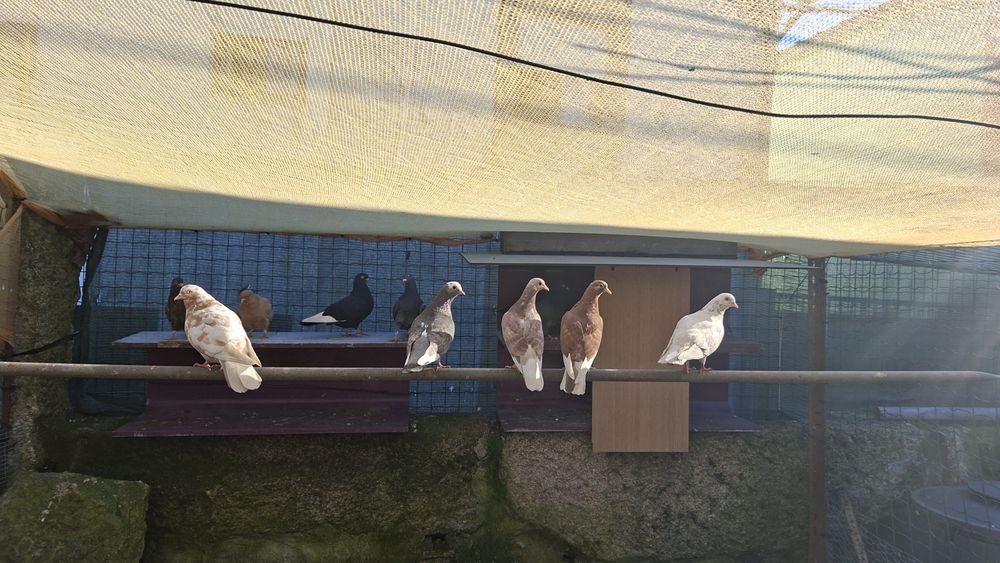 Vendo  pombos varias cores