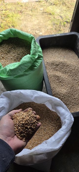 Sprzedam pszenżyto.