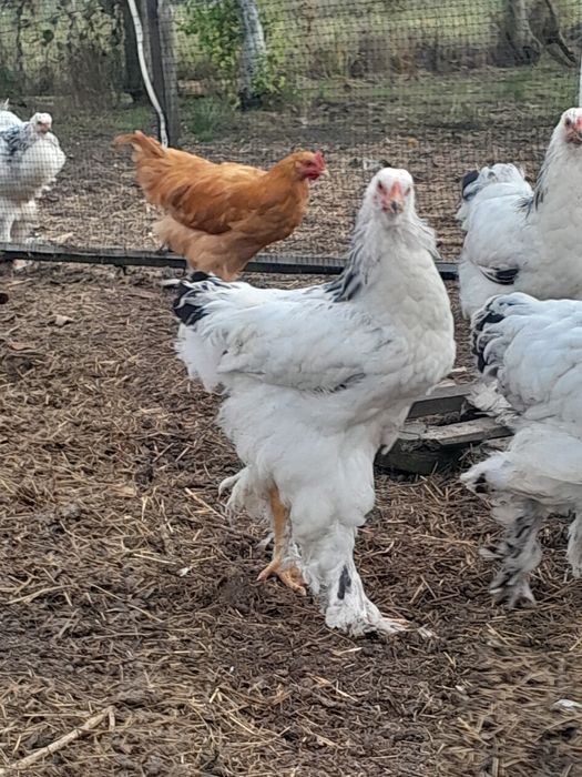 Кури порід брама світла,орпінтон паливий та віандот сріблястий.