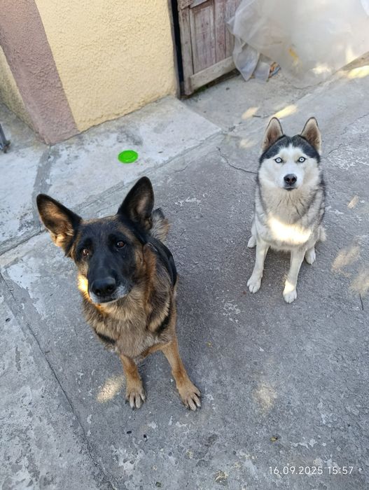 Отдам 2 овчарки и хаски в добрые руки
